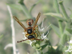 Pterocheilus