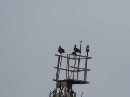 Red-naped Ibis