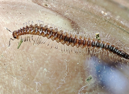 Iulogona tirolensis