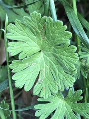 Agromyza nigrescens