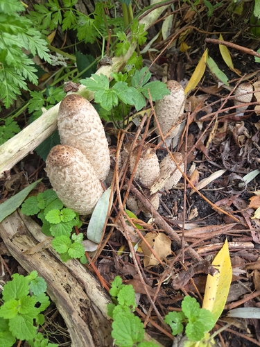 Shaggy Mane