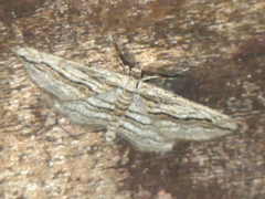 Ecleora solieraria
