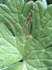 Agromyza nigrescens
