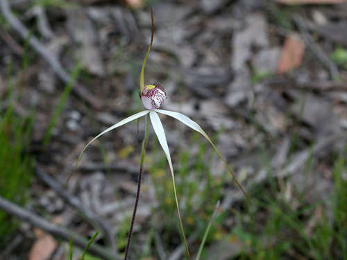 Image of Caladenia venusta by (c) Lorraine Phelan, some rights reserved (CC BY)