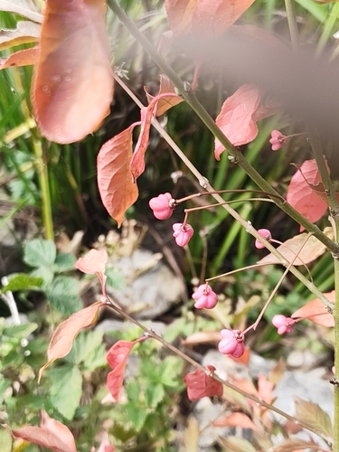 Spindle