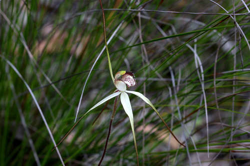 Image of Caladenia venusta by (c) Lorraine Phelan, some rights reserved (CC BY)