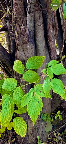 red raspberry