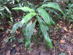 Cyclanthus bipartitus