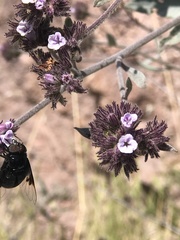 Eriodictyon traskiae traskiae