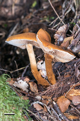 Cortinarius castoreus