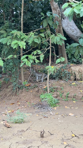 Long-tailed Macaque