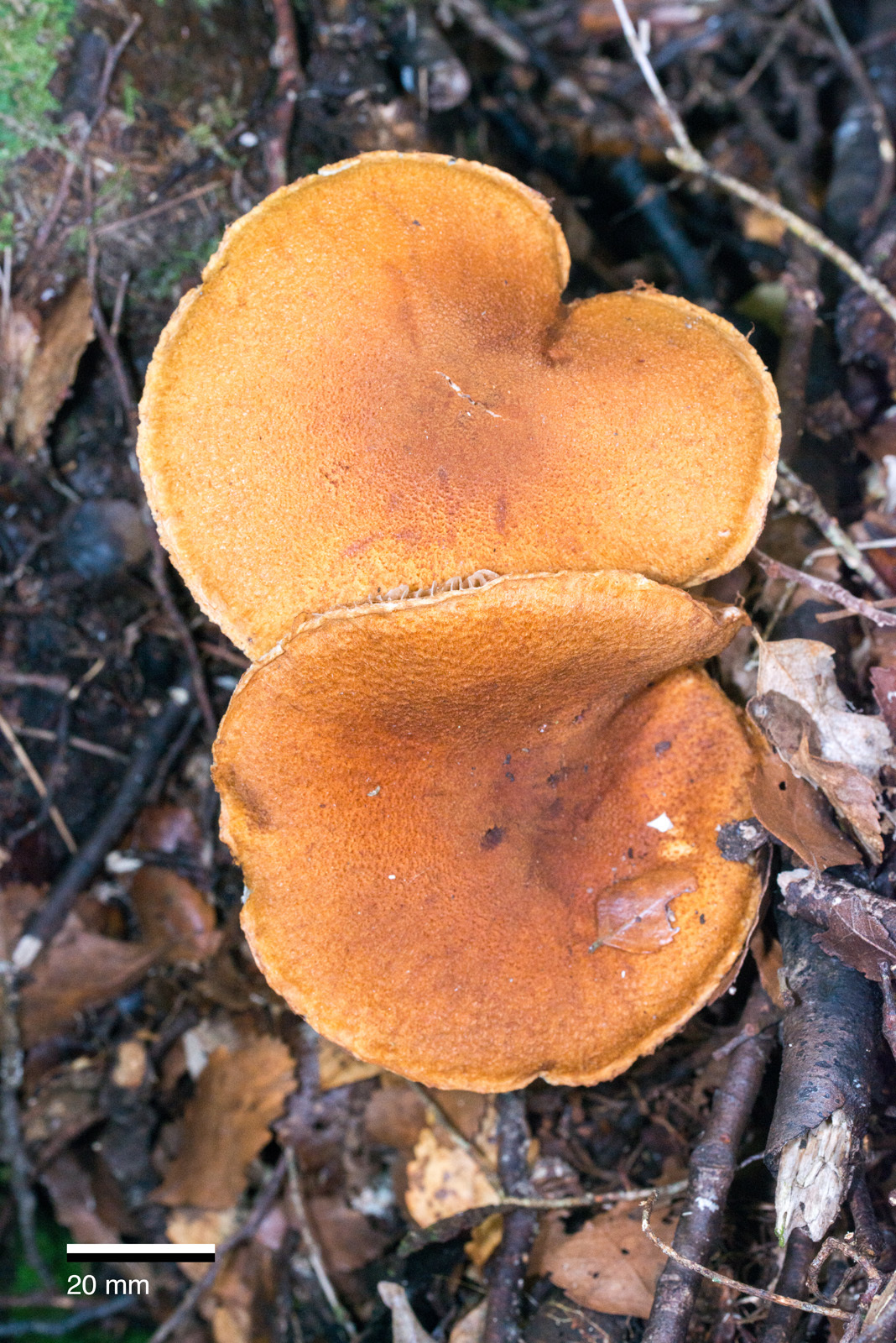 Cortinarius castoreus image