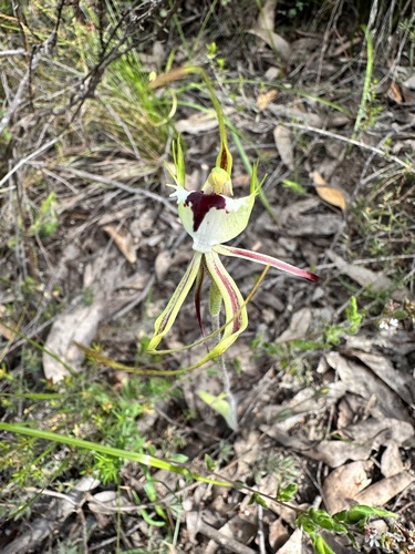 eastern mantis orchid