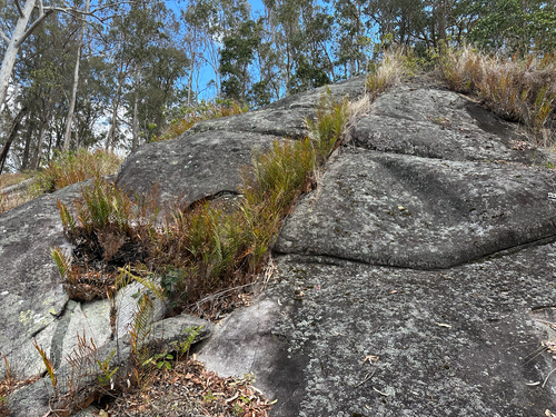 Drynaria rigidula observed 2026-09-30