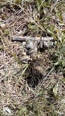 Canis lupus italicus