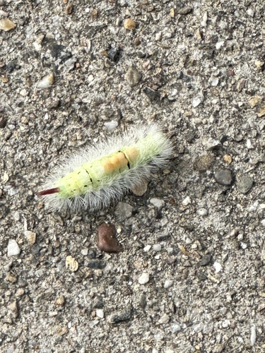 Pale Tussock Moth