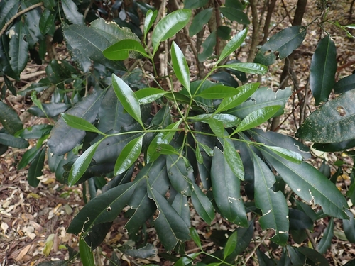 Anthocarapa nitidula observed 2026-09-27