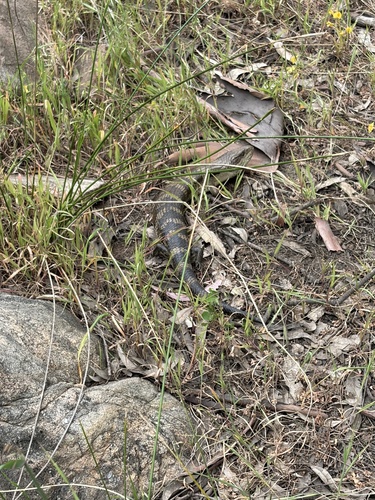 Common Bluetongue