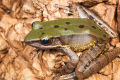 Odorrana chloronota