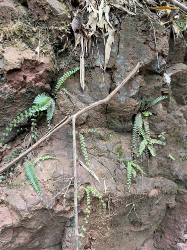 Adiantum caudatum observed 2026-09-12