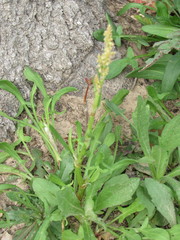 Rumex hastatulus