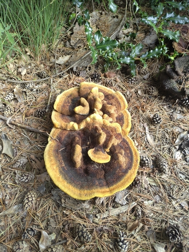 European Dyer's Polypore