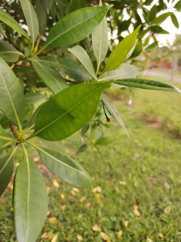 Fagraea observed 2026-09-30