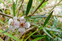 Cyanothamnus nanus nanus