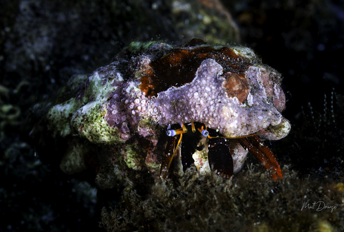 Calcinus gaimardii observed 2026-08-11