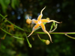 Echites woodsonianus