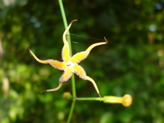 Echites woodsonianus