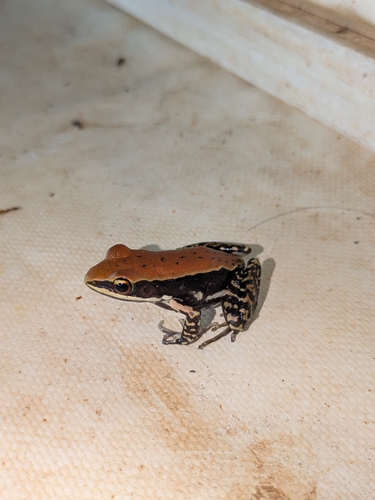 Wide-spread Fungoid Frog