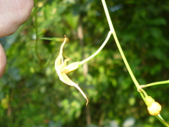 Echites woodsonianus