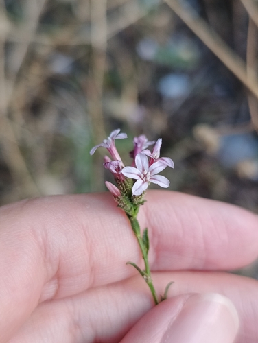common leadwort