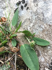 Anthyllis vulneraria alpestris
