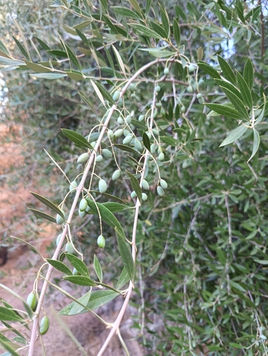 Olive