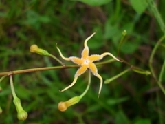 Echites woodsonianus