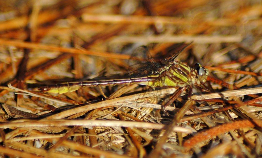Cypress Clubtail