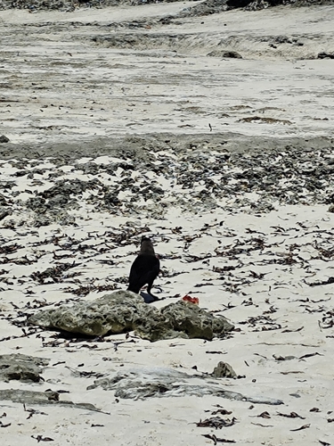Corvus splendens