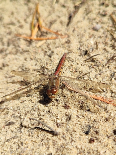 Vagrant Darter