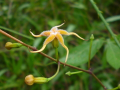 Echites woodsonianus