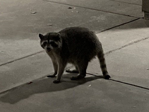 Common Raccoon