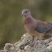 Socotra Laughing Dove - Photo (c) prasadkotian, some rights reserved (CC BY-NC)