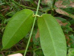 Echites woodsonianus