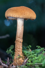 Cortinarius castoreus