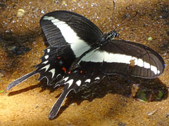 Heraclides hectorides