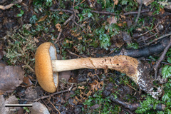 Cortinarius castoreus