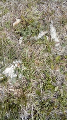 Canis lupus italicus