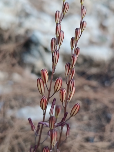 Red Sea Squill