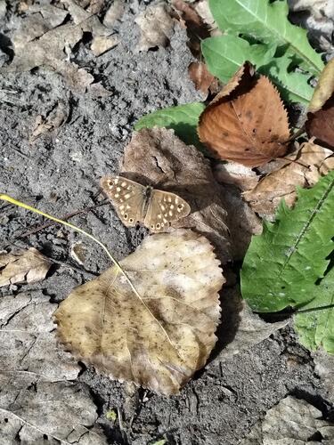 Speckled Wood